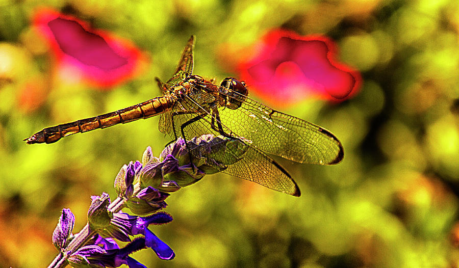 Dragonfly Photograph by Bill Barber