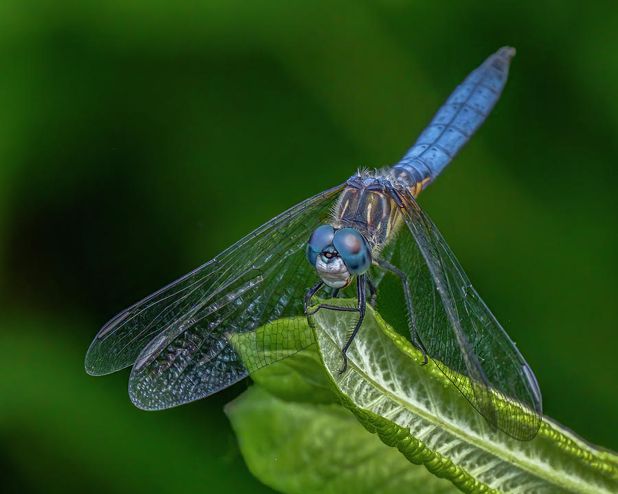 Dragonfly Photograph by Bill Ray