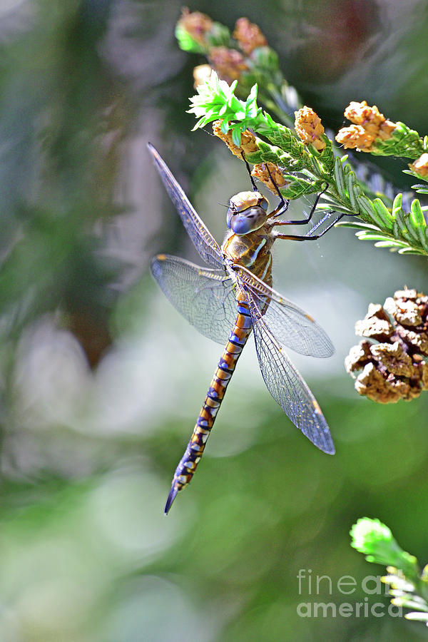 Dragonfly Photograph by Amazing Action Photo Video