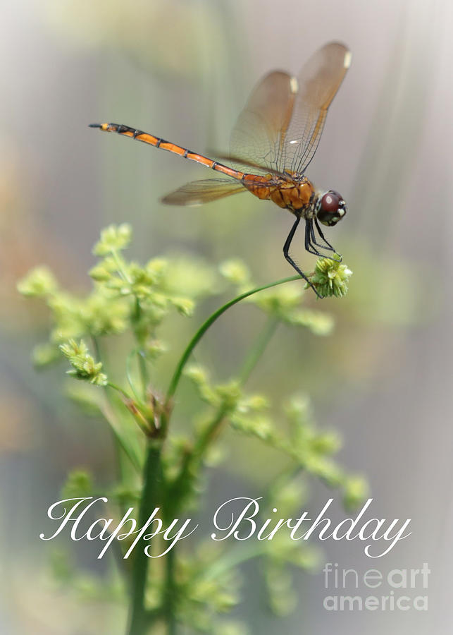 Dragonfly Birthday Card 2 Photograph by Carol Groenen