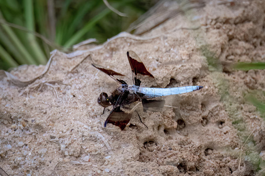Dragonfly Blue-1 Photograph by John Kirkland