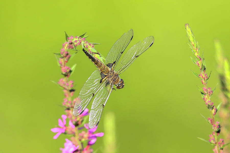 Dragonfly Photograph by Brook Burling