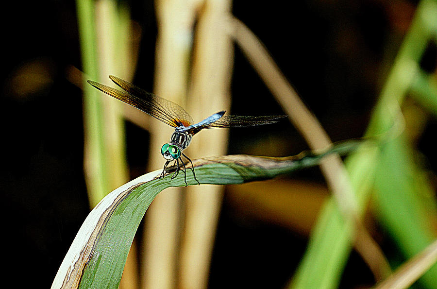 Dragonfly Photograph by Caryn La Greca