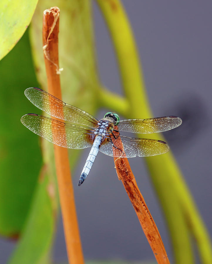 Dragonfly Photograph by Cate Franklyn