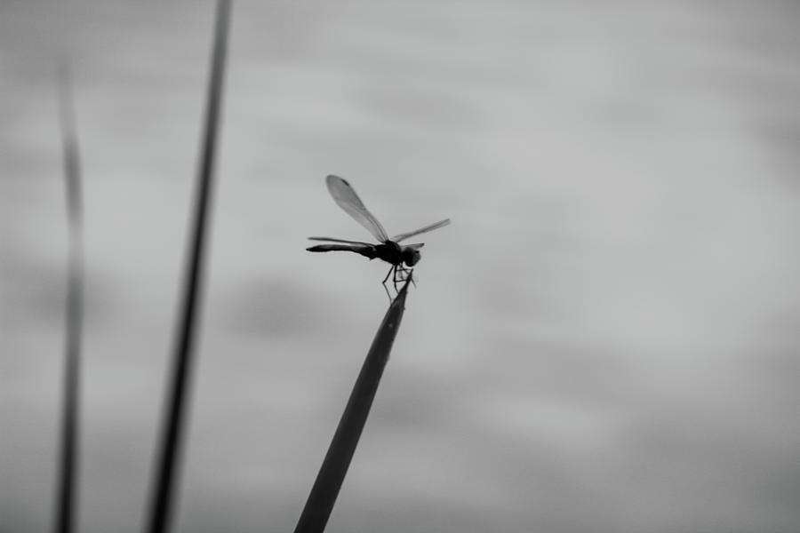 Dragonfly  Photograph by Cindy Robinson