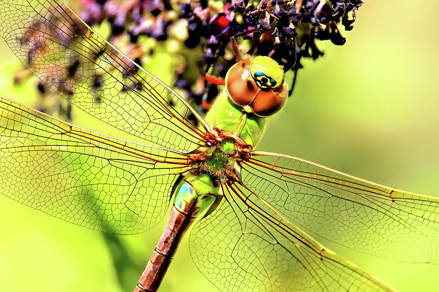 Dragonfly Close Up Photograph