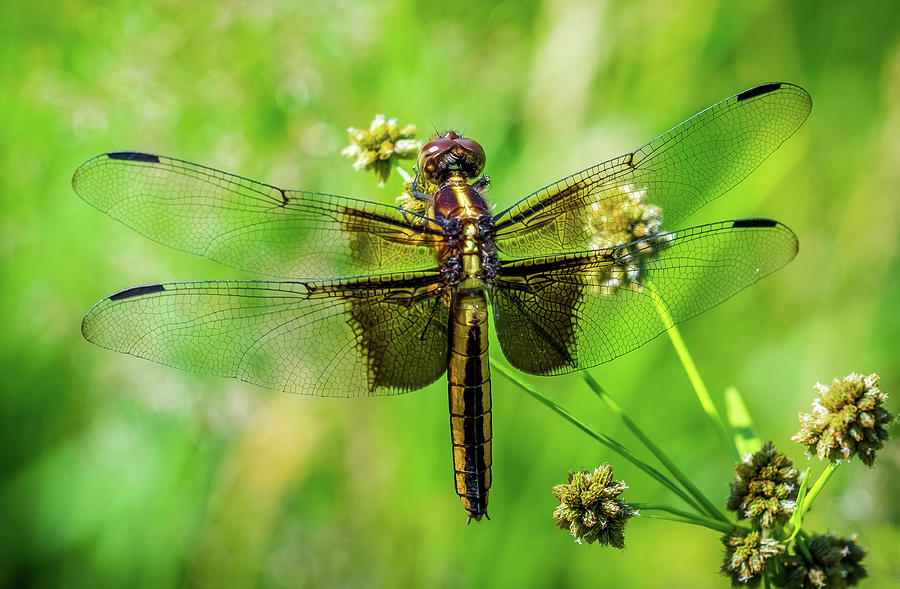 Dragonfly close up Photograph by Lilia S