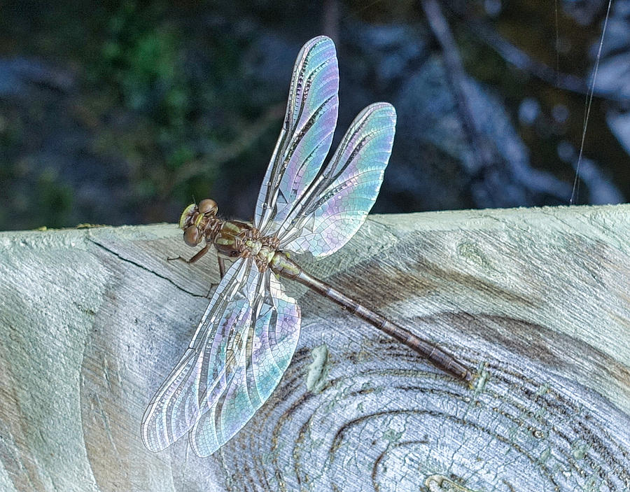 Dragonfly Close Up Photograph by Russel Considine