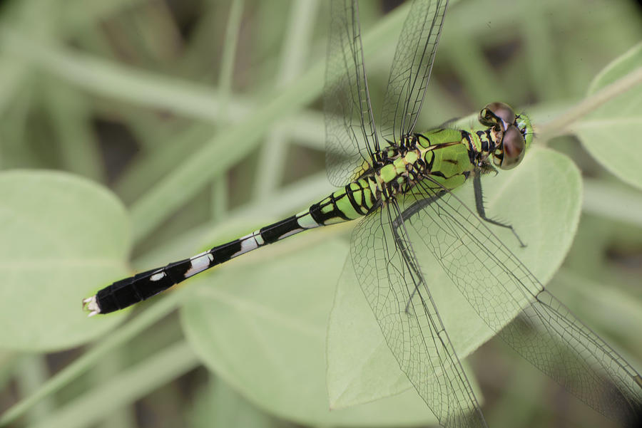 Insects Photograph - Dragonfly Closeup by Phil And Karen Rispin