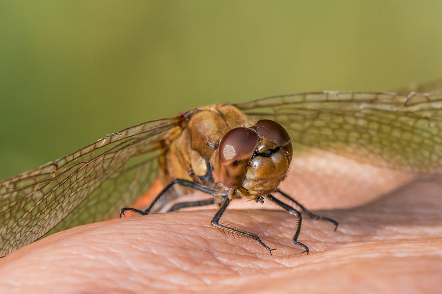 Dragonfly, Common Darter, Sympetrum striolatum on Photographers Hand.  Macro Photograph by Byjohn