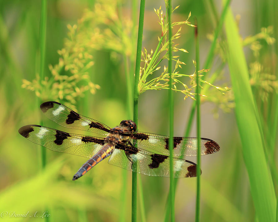 Dragonfly Photograph by David Lee