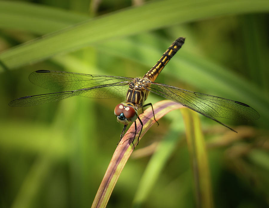 Dragonfly Photograph by David Morehead