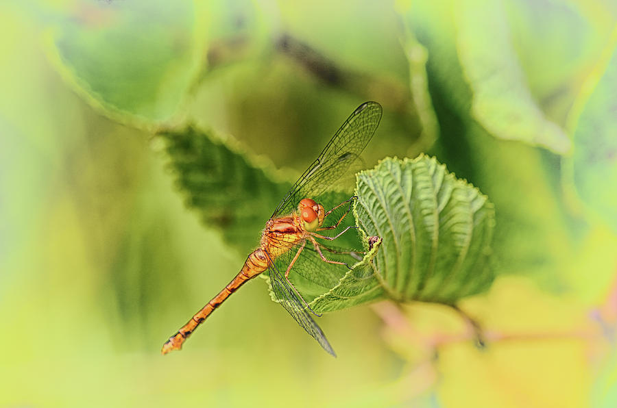 Nature Photograph - Dragonfly Days 2 by Sue Capuano