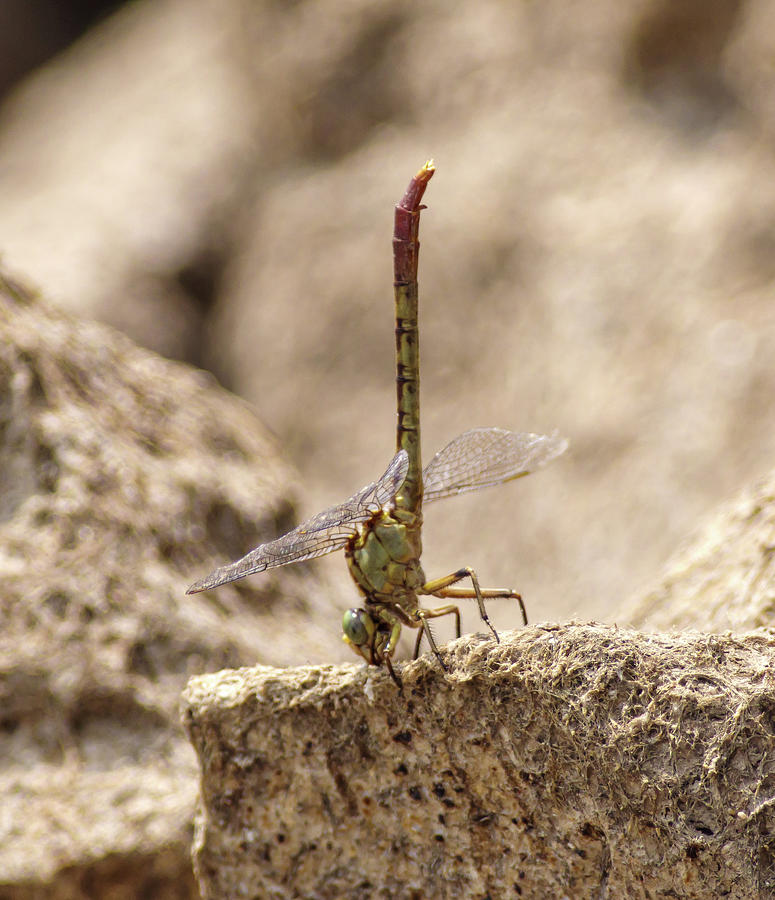 Dragonfly Dirt Photograph by Grant Twiss