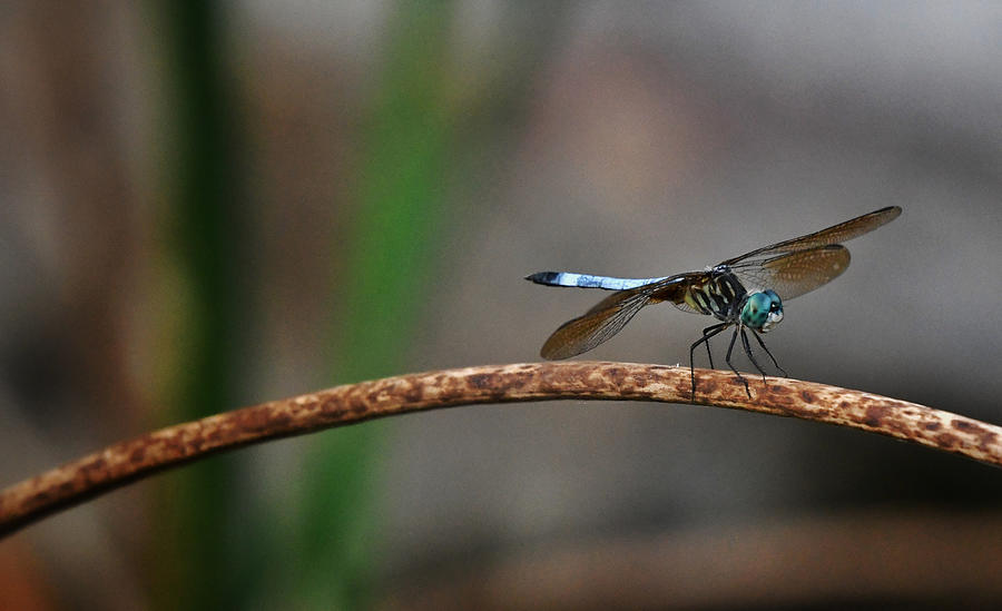 Dragonfly  Photograph by Evan Foster