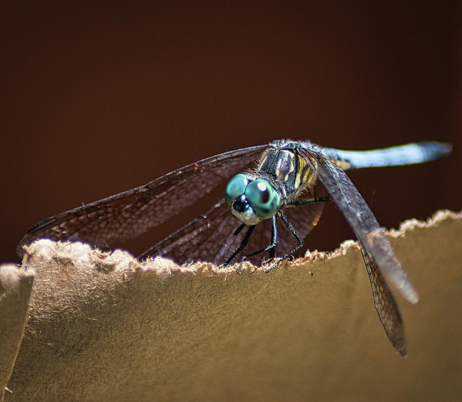 Dragonfly Eyes Photograph by Portia Olaughlin