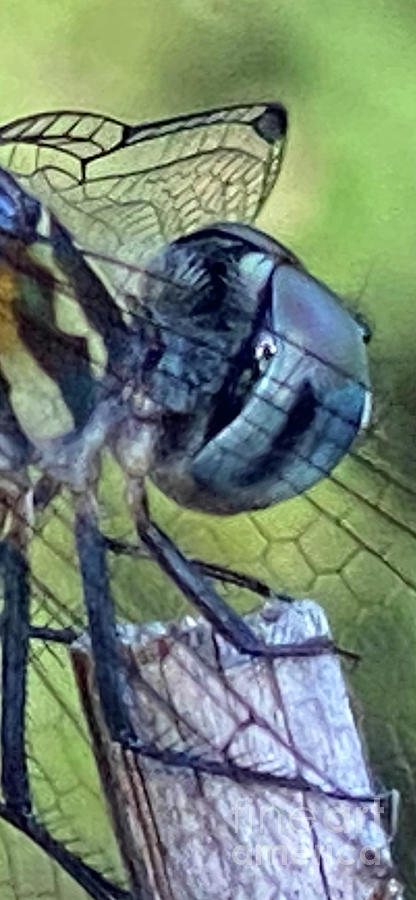 Dragonfly Face in Clayton, NC Photograph by Catherine Ludwig Donleycott
