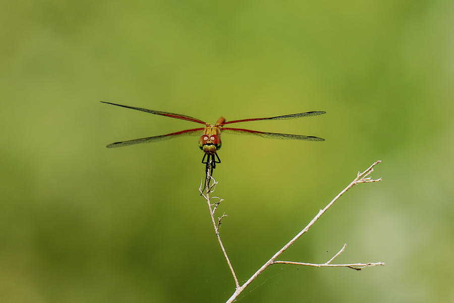 Dragonfly Face In Detail Photograph