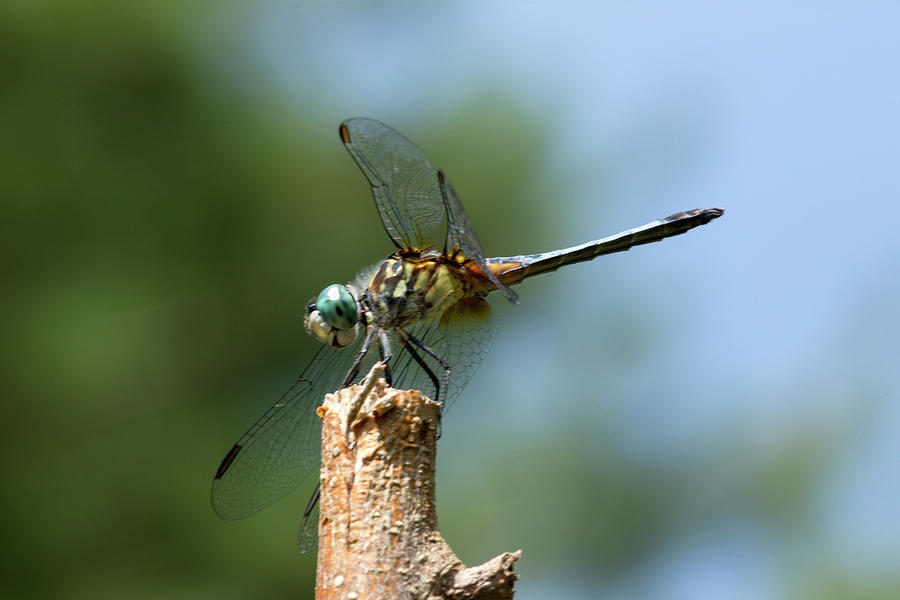 Nature Photograph - Dragonfly from the Side by Iris Richardson