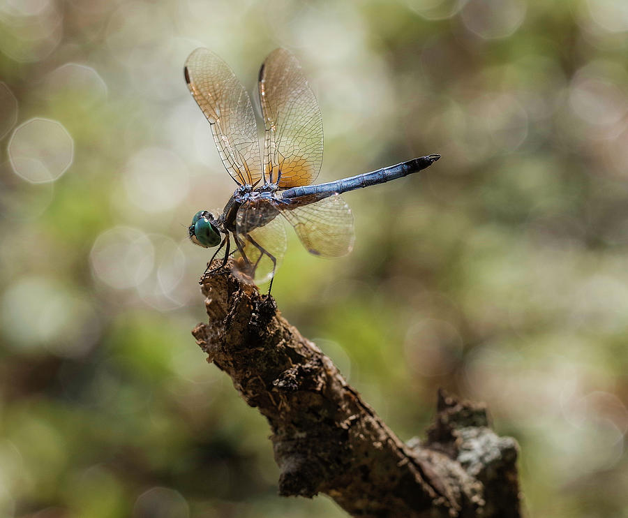 Dragonfly Photograph by Grant Twiss
