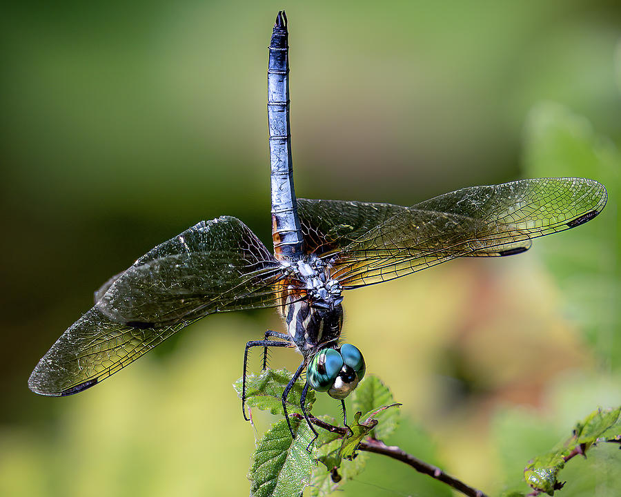 Dragonfly Handstand Photograph by Cheri Freeman