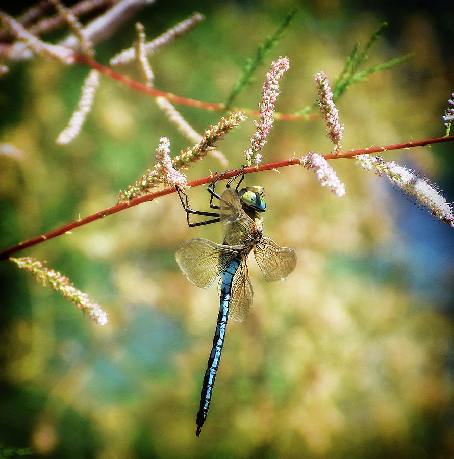 Dragonfly hanging on plant - Nature photo Photograph by Stephan Grixti