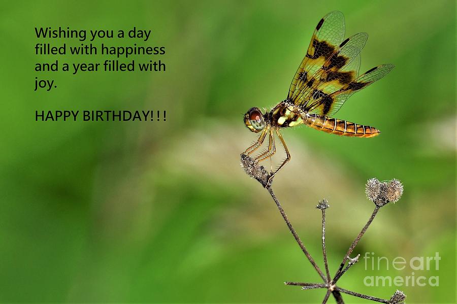 Dragonfly-happy Birthday Photograph