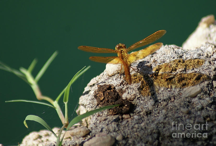 Dragonfly  Photograph by Heather Coen