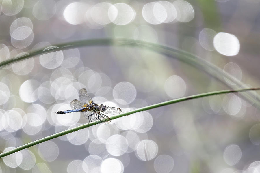 Dragonfly Heaven Photograph by Penny Meyers