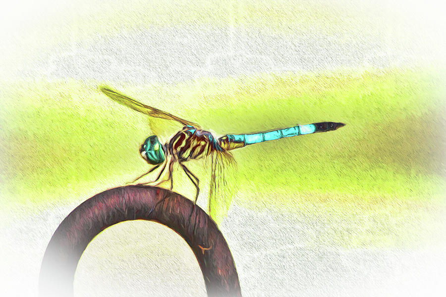 Dragonfly Holding On Photograph by Ola Allen