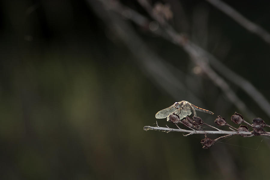 Dragonfly Photograph by Iñaki Respaldiza