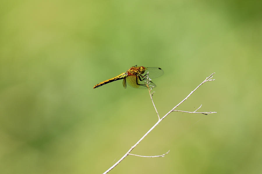Dragonfly In A Summer Breeze Photograph