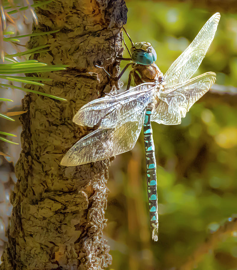 Dragonfly In Autumn Photograph by Jim Wilce