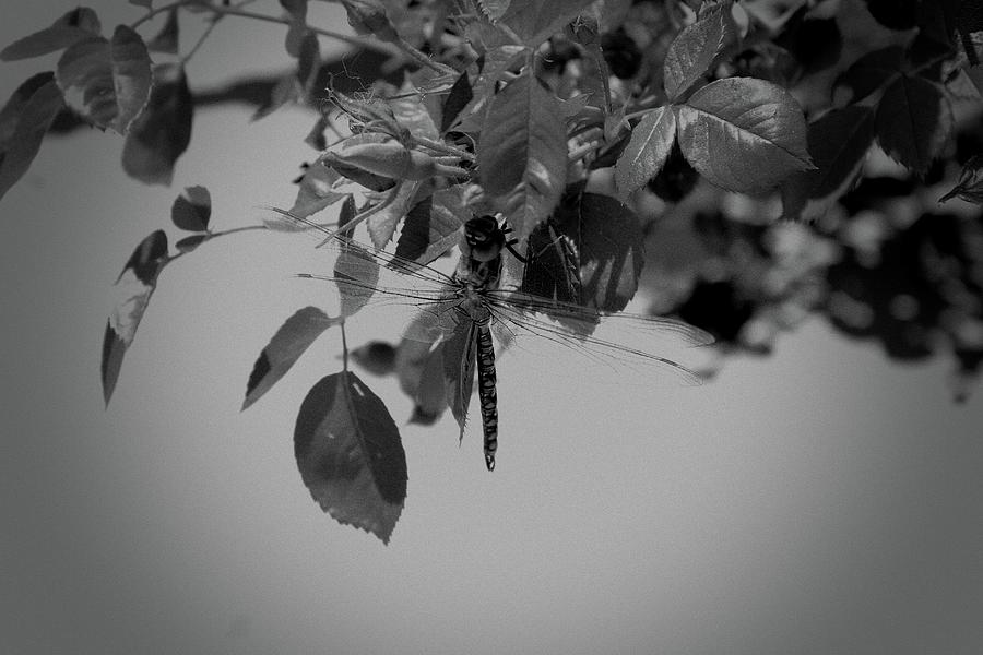 Dragonfly In B And W Photograph