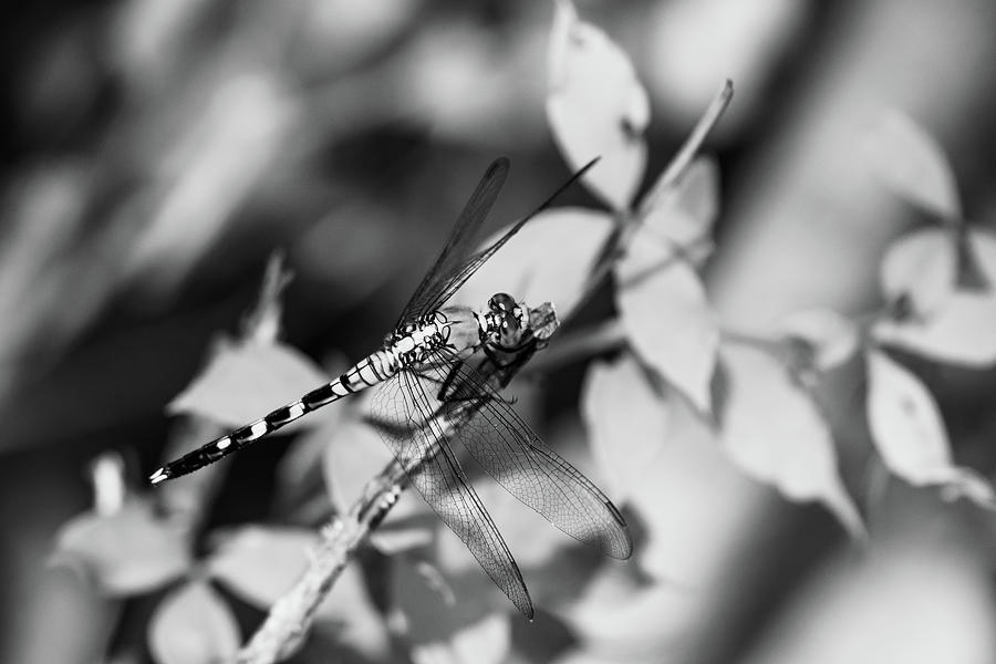 Dragonfly in Black and White Photograph by Rose Guinther