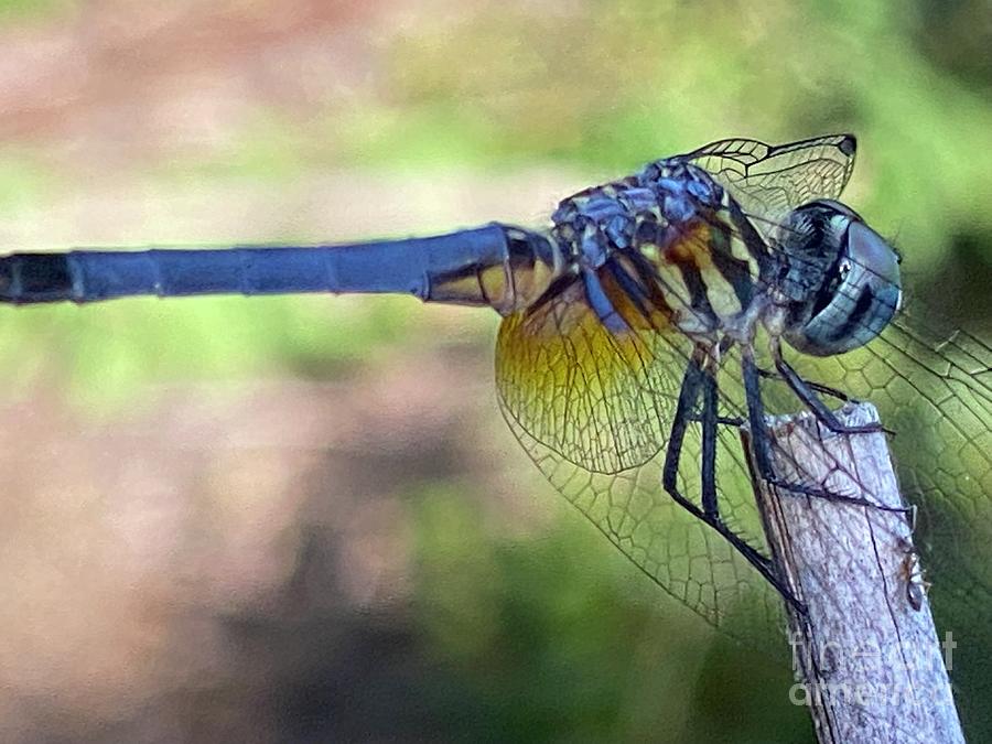 Dragonfly Visiting Clayton NC Photograph by Catherine Ludwig Donleycott