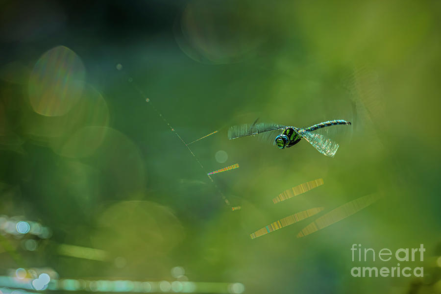 Dragonfly In Flight Photograph