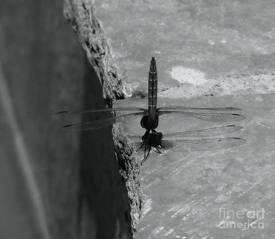 Dragonfly in monochrome-Limassol-Cyprus Photograph by Pics By Tony