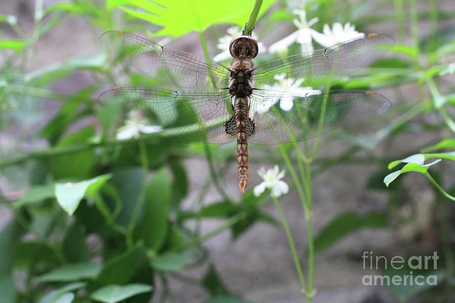 Dragonfly in my Garden Photograph by Patricia Youngquist
