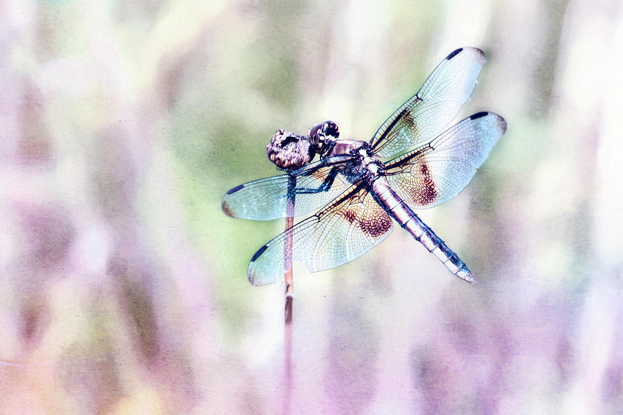 Dragonfly in Pastels Photograph by Belinda Greb