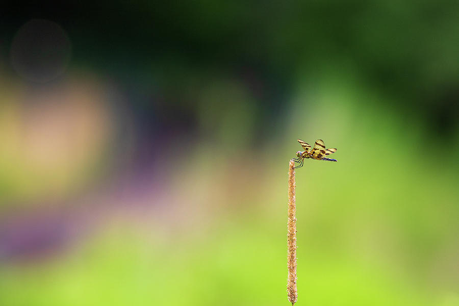Dragonfly in Summer Photograph by Amelia Pearn