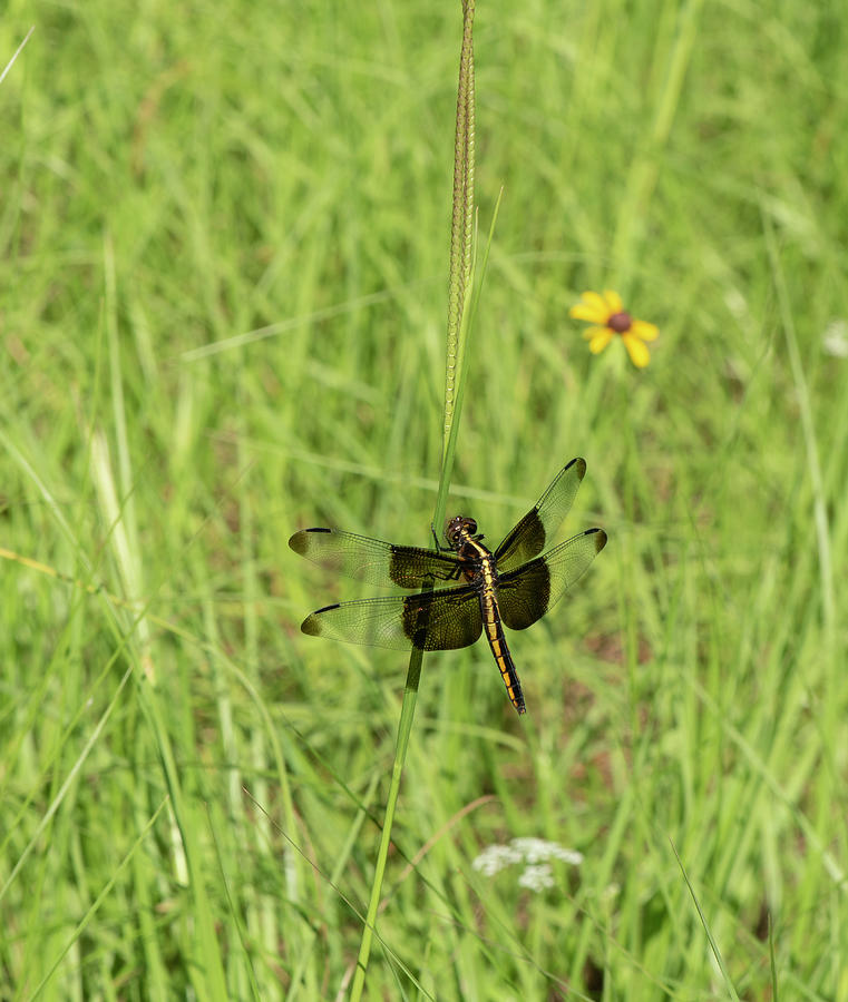 Daisy Photograph - Dragonfly In Summer Grass by Phil And Karen Rispin