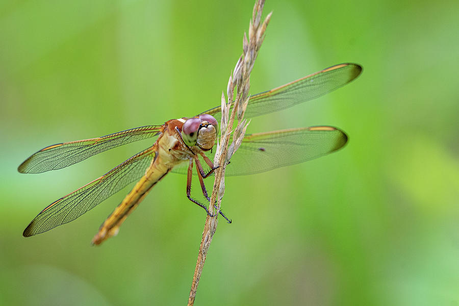 Dragonfly in the Croatan National Forest - North Carolina Photograph by Bob Decker