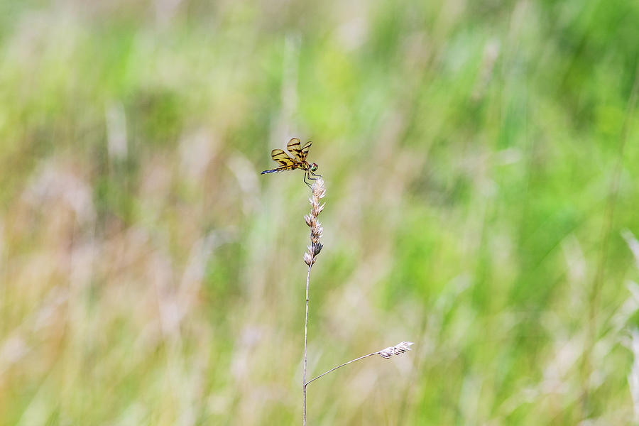 Dragonfly in the Field Photograph by Amelia Pearn