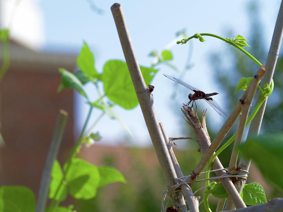 Dragonfly in the Garden Photograph by Rachel Morrison