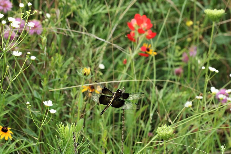 Dragonfly in Wildflowers Photograph by Sheila Brown