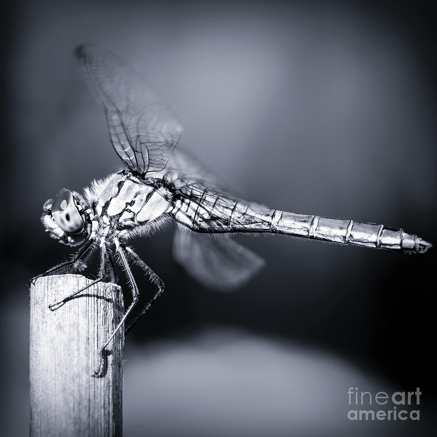 Dragonfly insect resting on dried bamboo stick blue monochrome toned image taken in macro Photograph by Gregory DUBUS