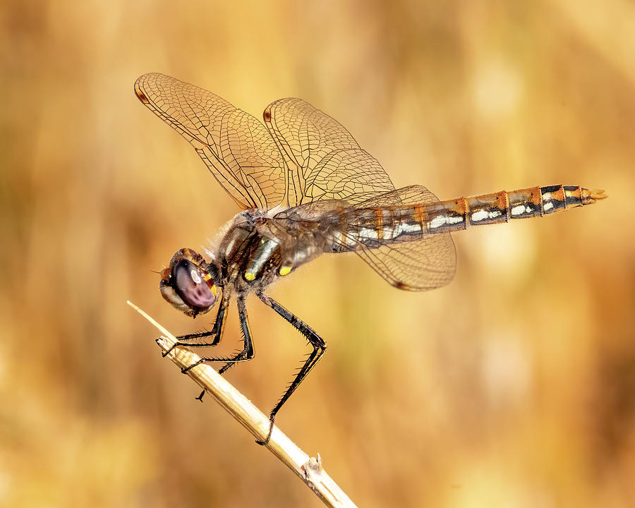 Dragonfly  Photograph by James Sage