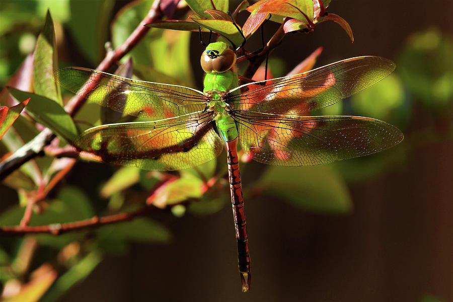 Dragonfly Photograph by Jason Judd