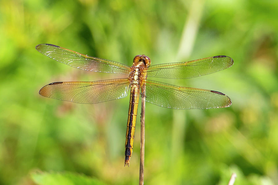 Nature Photograph - Dragonfly by Jean Haynes